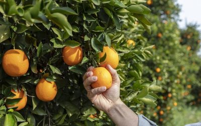 Amazul implantará centros de irradiação para esterilizar alimentos