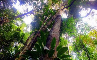 Iniciativa Regenera Brasil do MCTI atuará na recuperação de ecossistemas