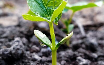 Mac Jee realiza plantio de centenas de mudas de árvores em sua sede