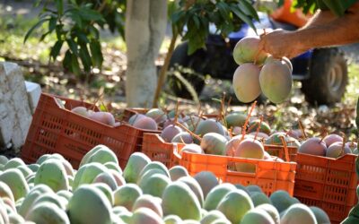 Amazul debaterá irradiação de alimentos no Brasil em evento