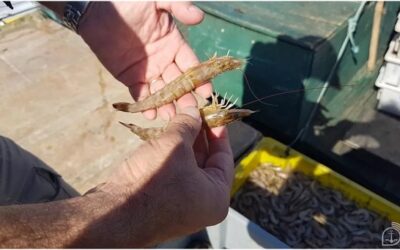 Pesca Ilegal: Operação aplica mais de R$ 320 mil em multas