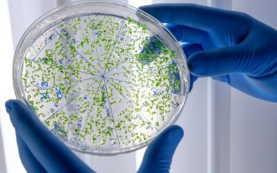 Biotecnologia: MCTI abre edital de R$15 milhões