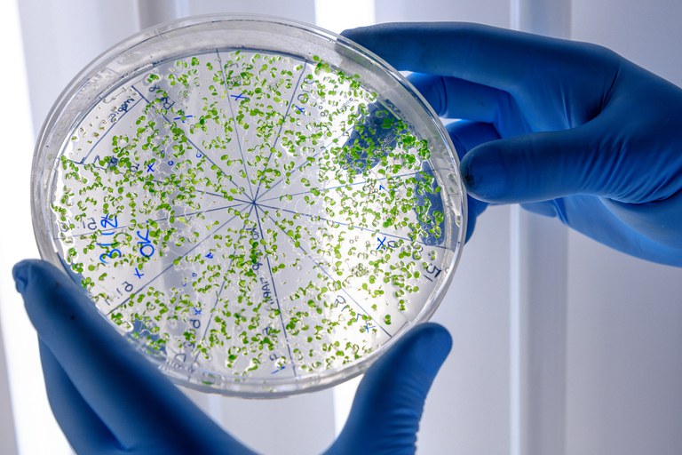 Biotecnologia: MCTI abre edital para desenvolver tecnologia
