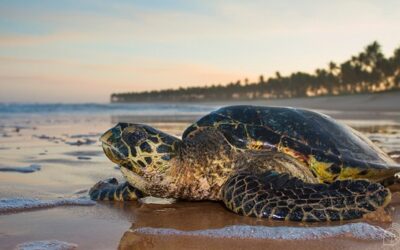 Tartarugas marinhas: Marinha e Tamar se unem para proteger animais