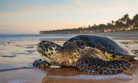 tartarugas marinhas