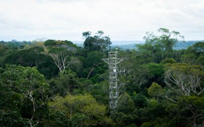 AmazonFACE é o principal projeto de cooperação científica entre Brasil e Reino Unido
